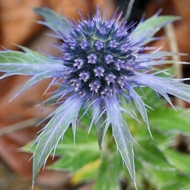 Sea holly (Eryngium planum), blooming far too early Optimized